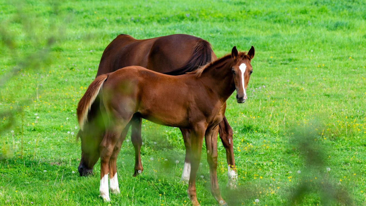 magnesium voor paarden